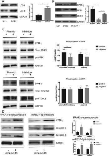 Figure 4. miR-337-3p inhibitor promoted autophagy through the AMPK signaling. (A) miR-337-3p inhibitor promoted the expression of LC3-II and led to a higher ratio of LC3-II to LC3-I in the LNCap cells. (B) miR-337-3p mimics inhibited the expression of PPARγ and LC3-II, leading to a lower ratio of LC3-II to LC3-I in the LNCap cells, but the overexpression of PPARγ reversed the inhibition of autophagy. (C) The inhibition of miR-337-3p or overexpression of PPARγ promoted the expression of PPARγ and phosphorylation of AMPK but did not influence the phosphorylation of mTORC1 in the LNCap cells. (D) The compound C (AMPK inhibitor) aggravated the apoptosis after administration of inhibitors or overexpression of PPARγ in the LNCap cells. Student’s t-test was used for the statistical analysis. P < 0.05 indicates statistical significance. *p < 0.05 and **P < 0.01 vs. scramble control. All in-vitro experiments were repeated five times to exclude occasionality.