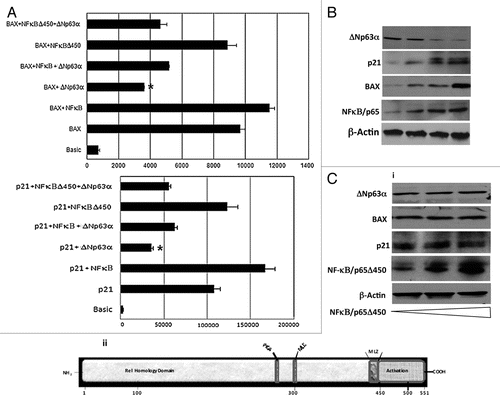 Figure 4 NFκB/p65 counteracts the repressive transcriptional activity of ΔNp63α. (A) JHU-022 cells were transfected with either p21 or Bax luciferase promoter construct along with Renilla luciferase plasmid, with or without NFκB/p65 or NFκB/p65Δ450 and/or ΔNp63α, as indicated. The amount of DNA per transfection was kept constant by using empty pCDNA3.1 vector. At 24 h post-transfection, the luciferase activity was determined. The transfection efficiency was standardized against Renilla luciferase. Results shown are representative of three independent experiments. *indicated p ≤ 0.001. (B) JHU-022 cells were transfected with increasing concentrations of NFκB/p65 expression plasmid and western blot analysis was performed with the indicated antibodies to assess the endogenous levels of the indicated proteins. (C) (i) JHU-022 cells were transfected with empty vector or expression vector encoding NFκB/p65Δ450, and western blot analysis was performed with the indicated antibodies to assess the endogenous levels of the indicated proteins. (ii) A diagramatic representation of the NFκB/p65 domains.