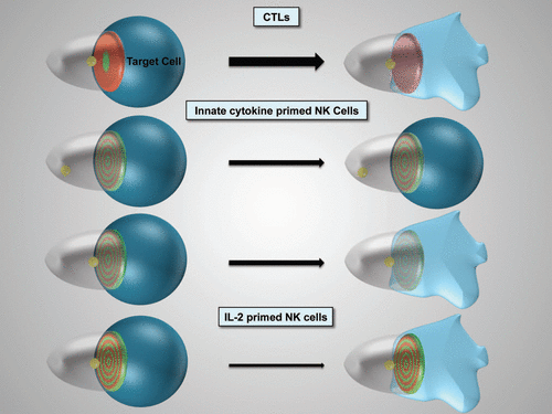 Figure 1 Schematic representation of cytolytic effector polarization. The progression of the different cytolytic effector/target cell couples as indicated from initial polarization within seconds of tight cell coupling (left) to sustained polarization over several minutes (right) is depicted. The thickness of the arrow indicates efficacy of progression. For innate cytokine-primed NK cells two distinct cell couples fates exist. The target cell is in blue, loss of color and shape denotes lysis. The cytolytic effector is transparent. The position of the MTOC is given in yellow, interface accumulation with its spatiotemporal patterning of actin and active Cdc42 in red and green, respectively. Color intensity indicates extent of accumulation.