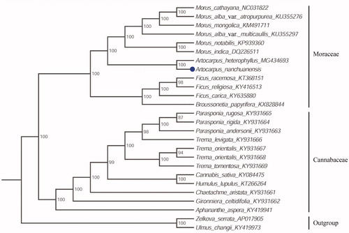 Figure 1. Molecular phylogenetic tree of 24 taxa of Moraceae and Cannabaceae based on complete plastome sequences using unpartitioned ML. Number at each node are bootstrap support value.