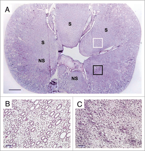 Figure 3 (A) Cross-section of the vitrified/rewarmed kidney (PAS staining) showing surviving (S) and non-surviving (NS) medullary areas; white box designates the region depicted in (B), and black box identifies the location of (C). Non-surviving areas are confined to one side of the kidney. Scale bars: in (A), 3 mm; in (B and C), 100 microns.