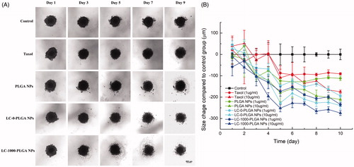 Figure 8. Response of T98G Spheroids to treatment with Taxol, paclitaxel-loaded PLGA NPs, LC-0-PLGA NPs and LC-1000-PLGA NPs. (A) The morphology change of T98G spheroids in a duration of 10 day-treatment with 10 μg/mL of Taxol, paclitaxel-loaded PLGA NPs and LC-PLGA NPs; (B) Compared to control group, the size change of T98G spheroids with treatment of 1 and 10 μg/mL of Taxol, paclitaxel-loaded PLGA NPs and LC-PLGA NPs. Data are shown as mean ± SD, n = 3.