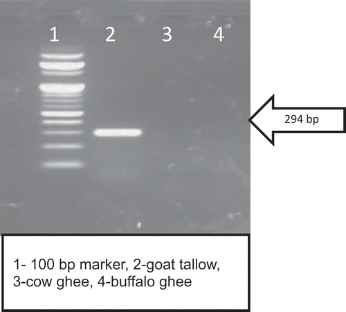 Figure 2. Goat specific primer(G) amplification with DNA isolated from fat samples.