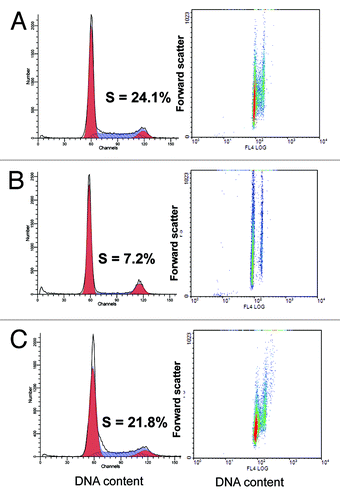 Figure 5. Cell cycle distribution and analysis of cell size by flow cytometric light scattering. REF cells at different passages were prepared as described in Methods and analyzed for cell cycle distribution (left column) as well as cell volume by forward scattering (right column). Cells were fixed and stained with propidium iodide for DNA content (absciss axis). Forward light scattering (right column). (A) passage 1; (B) passage 7 and (C) passage 24 after rapamycin treatment during passages 7–10.