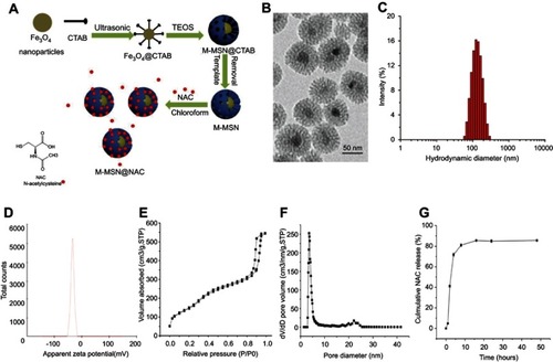 Figure 1 Characterization of the M-MSN@NAC. (A) Schematic diagram of synthesis of M-MSN@NAC. (B) Representative TEM image. (C) Hydrodynamic diameter distribution of M-MSN@NAC in PBS. (D) Zeta potential distribution of M-MSN@NAC. (E) Nitrogen sorption isotherm at 77 K. (F) The corresponding pore size distribution. (G) Profile of NAC release from the M-MSN@NAC dissolved in PBS (pH=7.4) at 37°C. Data were collected from three independent experiments.Abbreviations: CTAB, cetyltrimethylammonium bromide; TEOS, tetraethyl orthosilicate; M-MSN, magnetic mesoporous silica nanoparticles; NAC, N-acetylcysteine; M-MSN@NAC, M-MSN loaded with NAC; TEM, transmission electron microscopy.
