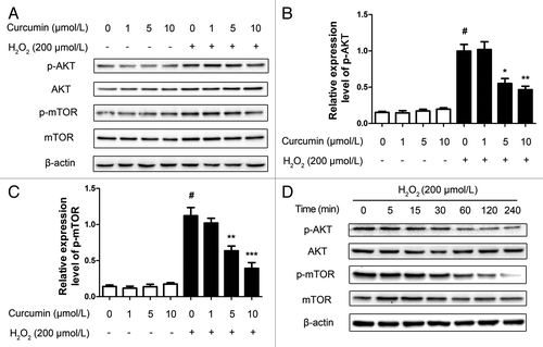 Figure 3. Curcumin inhibits the PtdIns3K-AKT-mTOR signaling pathway. (A) HUVECs with different concentrations (1, 5, 10 μmol/L) of curcumin for 24 h stimulated with H2O2 (200 μmol/L) for 4 h. Western blots were analyzed for AKT, mTOR and their phosphorylation activity, and β-actin. (B) The quantification of phosphorylation of AKT and (C) phosphorylation of mTOR intensity. Values are expressed as the mean ± SD, n = 3; #p < 0.05, H2O2 alone group vs. H2O2-free group (Control); *p < 0.05, **p < 0.01, ***p < 0.001, vs. H2O2 alone group. (D) The HUVECs with 5 μmol/L curcumin for 24 h stimulated with H2O2 (200 μmol/L) for 4 h lysates at different time points were analyzed by western blot for detection of AKT, mTOR and their phosphorylation activity, and β-actin.