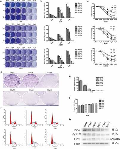 Figure 1. EGCG inhibits OS cell proliferation. The crystal violet staining (a, b), MTT assay (c) and colony formation assay (d, e) results revealed the influence of EGCG on human OS cell proliferation. (f, g) The effect of EGCG on the OS cell cycle distribution was detected by flow cytometry after treatment. (h) After treatment with EGCG for 3 days, the expression of proliferation-related proteins was detected by Western blotting. *p < 0.05, ** p < 0.01, and *** p < 0.001 vs. the blank group.