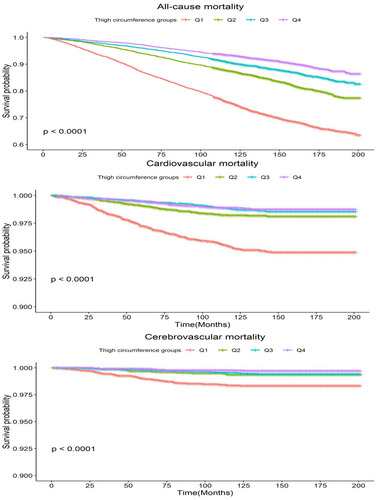 Figure 2 Kaplan–Meier estimated cumulative survival curves based on thigh circumference groups.