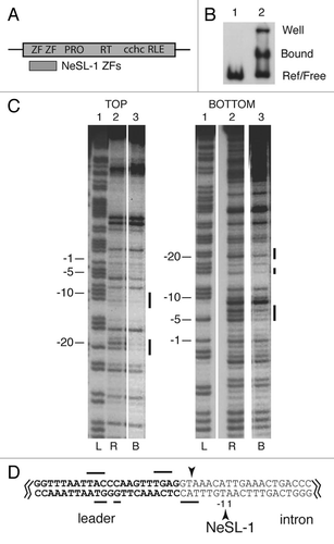 Figure 5 Target recognition by NeSL-1, a non-R2 clade element. (A) Structure of NeSL-1. Symbols and abbreviations are as in Figure 2. Additional abbreviation: protease domain (pro). The region of NeSL-1 that was cloned and analyzed for DNA binding activity is indicated. (B) EMSA . EMSA using a 125 bp DNA fragment encompassing the spliced leader exon along with flanking sequences. Lane 1: reference DNA lane containing no protein. Lane 2: protein plus DNA lane. (C) DNase I footprint. Abbreviations and symbols are as in Figure 4. Base pair numbering scheme is relative to the site of TPRT, with negative numbers corresponding to target sequences upstream of the TPRT site and positive numbers downstream. (D) Summary of footprint on target sequence. Symbols are as in Figure 4. Jagged lines indicate that only the relevant section of the 125 bp target sequence that was used in the footprint analysis is shown. The leader sequence is in bold text. The intron sequence is in normal text. The presumptive cleavage sites are marked with arrowheads. The expected site of TPRT is at the bottom strand cleavage site. The base pair numbering is centered around this cleavage site. Sequences protected from DNase I degradation are marked with horizontal lines.