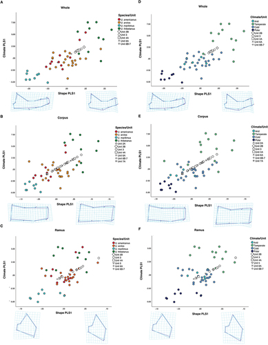 Figure 5. Scatterplot of the first pair of PLS of shape and climate by: species (a, b and c) and Köppen-Geiger climate classification (d, e and f) for whole mandible (a and d), corpus (b and e) and ramus (c and f) datasets. Deformation grids and two-coloured wireframes show mean shape (light blue) and deformation (dark blue) at the extremity of the first axis. All stratigraphic unit specimens = U. spelaeus.