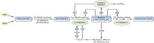 Figure 1. Vitamin D Metabolism and Some Physiological Actions. Current knowledge of the cytochrome 450P-containing enzymes in the activation and inactivation of vitamin D together with some information about the physiological actions and regulation of levels of 1α,25(OH)2D3. Reproduced with permission from NEJM [Citation24].