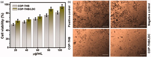 Figure 6. (a) Cell viability (MTT assay) of mouse fibroblast L929 cells after 24 h exposure to various concentrations of COP–THB and COP–THB/LDC hydrogels ranging from 20 to 100 μg/mL. (b) Images of L929 cells under an inverted microscope in positive and negative control and in presence of 100 μg/mL COP–THB and COP–THB/LDC hydrogels. The scale bar at 100 μm.