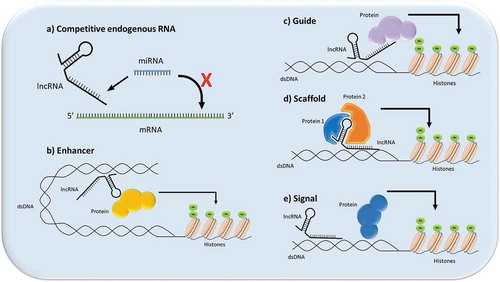 Figure 1. Illustration of the different mechanisms through which lncRNAs can signal. (a) Competitive endogenous RNA function (ceRNA): the lncRNA acts as a functional decoy or “sponge” for other molecules, which prevents the other molecules from executing their function, such as in the case of lncRNA-miRNA sponging; (b) Enhancer function: the lncRNA can act as an enhancer or transcription factor-like molecule in cells to promote gene expression; (c) Guide function: the lncRNA can recruit proteins to a nuclear site,; for instance, to assist in chromatin remodeling; (d) Scaffold function: the lncRNA can act to bring proteins spatially close to each other to aid in ribonuclear protein formation; (e) Signal function: lncRNA acts as a signal for a molecule such as a transcription factor to promote or repress gene expression.