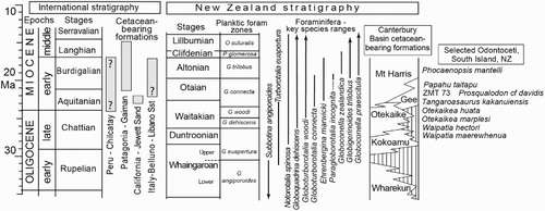 Figure 1. Stratigraphy of cetacean-bearing units relevant to fossil dolphin ZMT 73. For international occurrences, only the key Early Miocene formations are indicated; see text for details. For New Zealand, the key zonal species of foraminifera for Oligocene to Early Miocene stages are based on Hornibrook et al. (Citation1989) and references discussed in the text. Schematic lithostratigraphy for the southern Canterbury Basin is based on Hornibrook et al. (Citation1989), modified by Fordyce’s field observations of vertebrate-bearing strata. The selected species of Odontoceti are shown in approximate age for the Canterbury Basin formations, although ZMT 73 and Papahu taitapu are from other sequences, as discussed in the text.