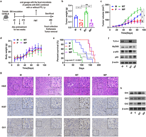 Figure 6. Effects of parthenolide (PTL) inhibiting NF-κB signaling on tumor of the EOC model. (a) After depleting the original GM using mixed broad-spectrum antibiotics (Abx) for 2 weeks, EOC model mice received oral gavage of normal saline (M and P groups) or fecal microbiota of patients with EOC (MT and MP groups) for 11 weeks (three times a week) meanwhile PBS (M and MT groups) or PTL intraperitoneal injection (i.P.) (P and MP groups) were conducted. (b) the weight of tumor in M, P, MT and MP groups on 90 day (n = 5) (M: EOC modeling; P: PTL i.P. after modeling; MT: oral gavage with fecal microbiota of patients with EOC after modeling; MP: oral gavage with fecal microbiota of patients with EOC meanwhile PTL i.P. after modeling). (c) Changes in tumor volume over time in M, P, MT and MP groups (n = 5). (d) Changes in body weight of mice over time in M, P, MT and MP groups (n = 5). (e) Kaplan-Meier survival curves of C57BL/6 mice EOC models in M, P, MT and MP groups (n = 9). (f) Western blot analysis in the expression of TLR − 4, MyD88, p-p65 and p65 in tumor tissues (n = 3/group). (g) H&E and IHC staining images of tumor tissues were displayed. Top panel: H&E staining of tumor; Middle panel: Ki67 expression detected by IHC; Bottom panel: Gli1 expression detected by IHC. (h) Western blot analysis in the expression of Shh, Gli1 and Gli2 protein in tumor tissues (n = 3/group). Data are presented as means ± SD. Two-way repeated-measures ANOVA, together with Tukey’s test for multiple comparisons, and Log-rank test were performed for survival data e. *P < 0.05, **P < 0.01.