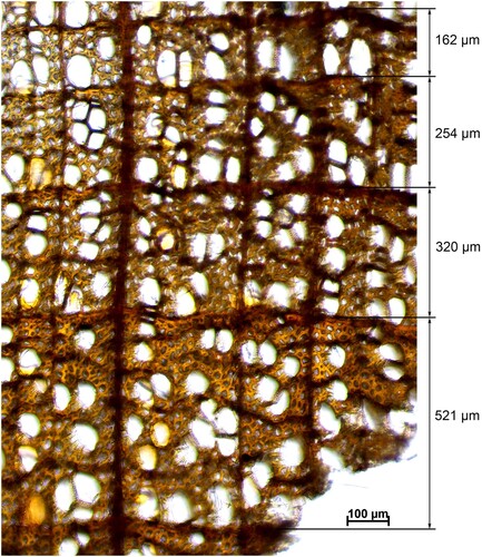 Figure 4. Cross-section of a sample of the panel: individual values of the tree ring widths are: 521, 320, 254, and 162 μm.