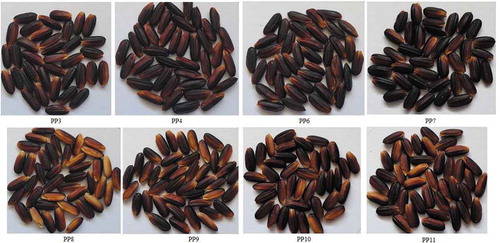 Figure 1. Characteristics of brown rice grain (unpolished) of the selected purple rice varieties obtained in this study