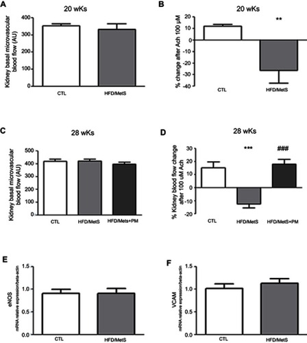 Figure 5 Kidney endothelial function of control group (CTL), HFD-induced MetS rats (HFD/MetS) and MetS rats treated with 60 mg/kg/day pyridoxamine (PM) during the last 8 weeks of HFD feeding. Laser speckle contrast imaging (LSCI) assessment of basal microvascular flux (A and C, 20 and 28 weeks of HFD, respectively) and percentage (%) of change in kidney microvascular flux after topic acetylcholine (Ach) administration (B and D, 20 and 28 weeks of HFD, respectively). Real-time PCR analyses of mRNA transcript levels of genes coding for eNOS (E) and VCAM (F). **P<0.001, ***P<0.001 vs control and P<0.001 vs HFD/MetS.