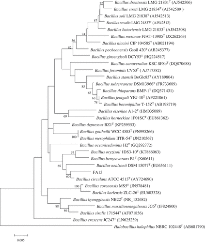 Figure 1. The phylogenetic tree of the genus Bacillus showing the position of the novel deep-sea strain FA13.