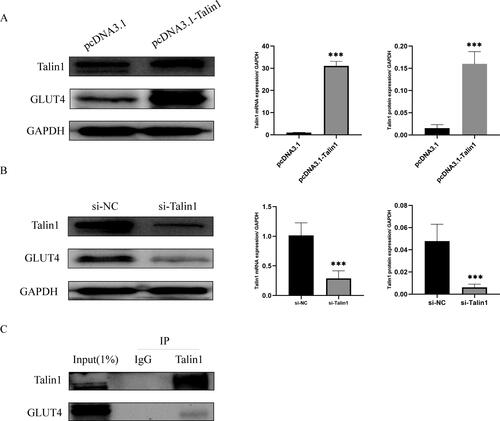 Figure 2. Effect of Talin1 on GLUT4 expression. (A, B) mRNA and protein levels were analyzed by RT-qPCR and western blot after overexpression and silencing of Talin1; (C) The interaction between Talin1 and GLUT4 proteins was examined by Co-IP. ***p < 0.001.