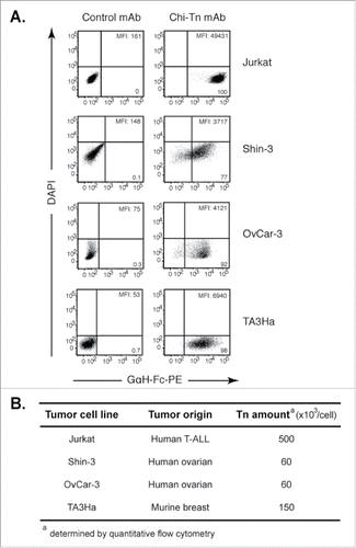 Figure 1. Chi-Tn mAb specifically binds Tn expressed at different levels on various tumor cell lines. (A) Jurkat, Shin-3, OvCar-3 or TA3Ha cells were labeled with the Chi-Tn mAb or a control antibody (IvIg for human cells or trastuzumab for murine cells) at 20 µg/mL, then with a GaH-Fc-PE secondary antibody. DAPI-negative living cells were acquired by flow cytometry and the PE mean fluorescence intensity (M.F.I.) was determined and is indicated for each sample. Numbers in the quadrants: % of cells. (B) The number of Tn motifs expressed at the cell surface of different tumor cell lines was estimated by quantitative flow cytometry using a murine anti-Tn mAb.