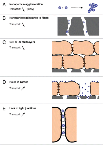 Figure 2. Potential issues with applying transwell systems to measure the transport of nanoparticles across in vitro blood-brain barriers.