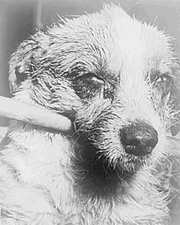 Figure 1. A rabies-infected dog. Source: http://en.wikipedia.org/wiki/Rabies#/media/File:Dog_with_rabies.jpg. Content Providers: CDC/Barbara Andrews [public domain].