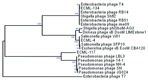 Figure 5. Phylogenetic relationship between the predicted protein sequences of DNA polymerase genes from EcoShield™ phages and their homologs. The percentage of replicate trees in which > 50% of the associated taxa clustered together in the bootstrap test (1000 replicates) are shown next to the branches.