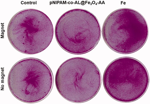 Figure 10. Migration assays using the magnetic pNIPAM-co-AL@Fe3O4-AA nanoformulation. Cells were exposed to 10 μg/mL Fe of pNIPAM-co-AL@Fe3O4-AA and free iron to compare the migration of the detached cells under a magnetic field.