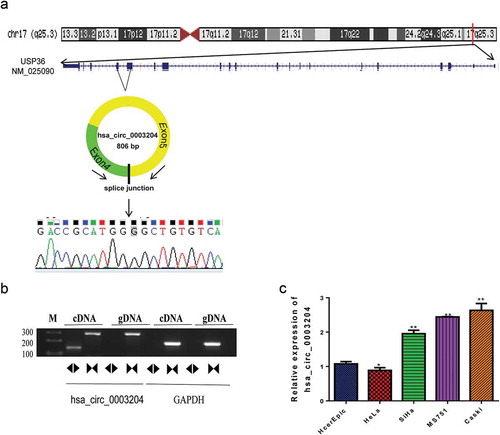 Figure 2. Upregulated hsa_circ_0003204 in cell lines. (a) Schematic diagram of hsa_circ_0003204 back-splice junctions and sequence of hsa_circ_0003204. (b) PCR result show Identification of back-splicing of hsa_circ_0003204. (c). Expression of hsa_circ_0003204 in CC cell lines