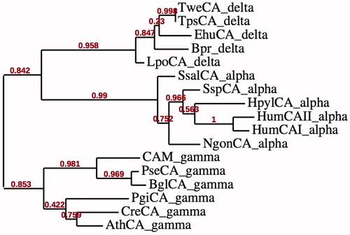 Figure 3. Phylogenetic tree of the α-, δ- and γ-CAs from selected prokaryotic and eukaryotic species. The tree was constructed using the program PhyML 3.0. Organisms, accession numbers and cryptonyms of the sequences used in the alignment have been indicated in Table 1.
