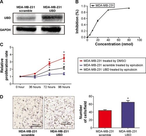 Figure 1 Ubiquitin protein D (UBD) overexpression enhanced the resistance of epirubicin in triple-negative breast cancer cell lines. (A) Representative Western blot showing the overexpression of UBD in the MDA-MB-231 cell line transfected by UBD plasmid. (B) The inhibition rate of MDA-MB-231 cells treated with different concentrations of epirubicin by MTT, and the half maximal inhibitory concentration of MDA-MB-231 is about 20 nM. (C) The relative proliferation of UBD and its control cells was evaluated by MTT assay in MDA-MB-231 cell lines overexpressing UBD and their control plasmids treated with epirubicin (20 nM). The relative proliferation of blank triple-negative breast cancer cells, which were not treated with a chemotherapy drug, was also measured by MTT. (D) Migration assays were undertaken in MDA-MB-231 cells overexpressing UBD and their control plasmids treated with epirubicin (20 nM).