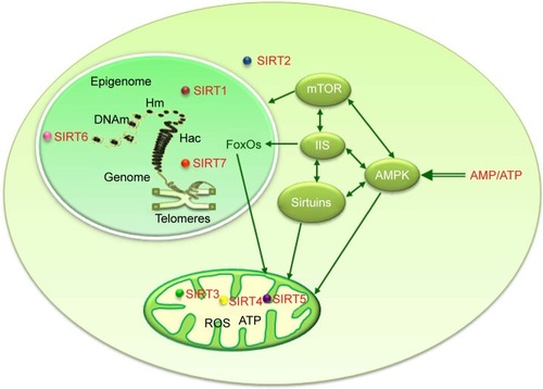 Figure 2 Molecular markers of aging involved in the pleiotropic effects of calorie restriction. Several markers characterizing aged cells are indicated by the affected molecules or functions. In the nucleus, aging implies the following: telomeres erosion, genomic instability, and epigenetic alterations (indicated by methylation [m] of histones H [Hm] and DNA [DNAm] or acetylation [ac] of histones [Hac]) with involvement of sirtuins and other modifying enzymes. In the mitochondria, age-related mitochondrial dysfunction leads to reduced ATP production and increased ROS presence. In the cytoplasm, age-dependent proteostasis imbalance causes an abnormal protein turnover with functional consequences. In the cytoplasm, aging also affects other pathways (eg, mTOR, IIS, AMPK, sirtuins, FoxOs) with dual effects namely on metabolism as well as on chromatin remodeling and regulation of gene expression, causing impaired nutrient/energy sensing that leads to different alterations, also due to reciprocal interrelationships.