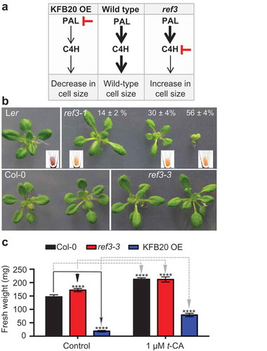 Figure 1. t-CA-induced rosette growth responses of ref3 mutants. (a) Summary of previous findings that suggest that t-CA or a t-CA derivative promotes plant cell expansion. [Citation2] PAL, phenylalanine ammonia-lyase; C4H, cinnamic acid 4-hydrolase; KFB20 OE, Kelch repeat F-box protein 20 overexpressor. (b) Rosettes of 20-day-old plants. The upper panel shows wild type plants (Ler) and ref3-1 plants grown on MS/2 (control) media. The frequencies of ref3-1 rosette phenotypes are noted as percentages (n = 89). Insert shows the seeds of the progeny of each phenotypical class. The lower panel shows rosettes of the Col-0 wild type and ref3-3 plants grown on control media. (c) Fresh weight of rosettes of Col-0, ref3-3 and KFB20 OE plants grown on control and t-CA-supplemented medium for 20 days. Data are presented as mean ± SD (n ≥ 12 pools of 6 plants each). The significance of the difference between the mean fresh weight between lines grown on control media (black arrows) and between controls and the treated samples (dashed, gray arrows) is noted (****, P < 0.0001; two-way ANOVA with Tukey’s post-test).