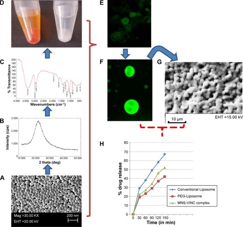 Figure 1 (A) Scanning electron micrograph (SEM) of MNS; (B) XRD crystallography of MNS; (C) FTIR spectra of MNS; (D) MNS loaded with dye FITC (orange) and vincristine sulfate (white); (E) fluorescent image of MNS encapsulated in liposome. (F) Fluorescent image of MNS – FITC complex; (G) SEM images of MSN-encapsulated liposomes (protocells) and (H) in vitro drug release in conventional, PEGylated and MNS supported protocells.Abbreviations: MNS, mesoporous nanosilica; XRD, X-ray diffraction; FTIR, fourier transform infrared spectroscopy; EHT, electron high tension; FITC, fluorescein isothiocyanate; VINC, vincristine sulfate.