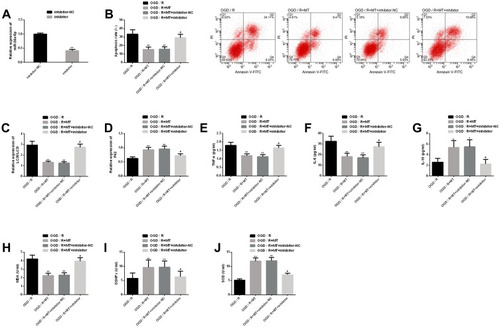 Figure 5 Interference of downregulation of miR-26a-5p on MT in vitro protection. (A) Transfection efficiency of miR-26a-5p; (B) Downregulating miR-26a-5p eliminates MT’s inhibition on neuronal apoptosis rate and its flow cytometry is here; (C–D) Downregulating miR-26a-5p eliminates the improvement of MT on autophagy factor protein level; (E–G) Downregulating miR-26a-5p eliminates the improvement of MT on inflammatory indexes; (H–J) Downregulating miR-26a-5p eliminates the improvement of MT on oxidative stress.