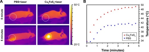 Figure 7 (A) In vivo NIR photothermal imaging and (B) corresponding curves of temperature change of 4T1 tumor-bearing mice before and after intravenous injection with PBS or Cu5FeS4 cube nanoparticles followed by a 808 nm laser (1 W/cm2) irradiation for 5 minutes.Abbreviation: NIR, near-infrared.