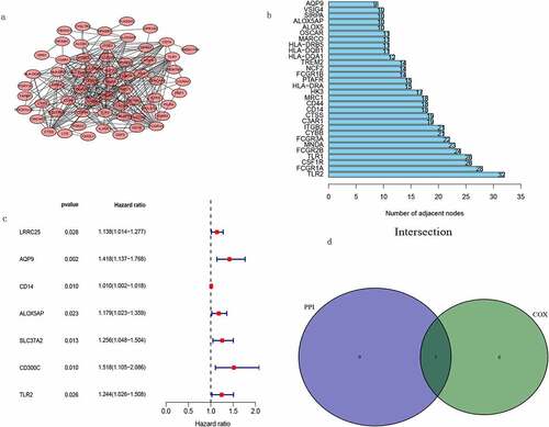 Figure 5. PPI network and univariate COX regression analysis. (a) PPI network after cytoscape reconstruction. (b) Top 30 genes with the highest number of nodes. (c) Forest plot obtained from univariate COX regression analysis. (d) Venn diagram obtained by taking the intersection of the most significant genes obtained from COX analysis and the top ten genes obtained from PPI network