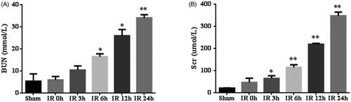 Figure 3. The renal function of mice with ischemia/reperfusion-induced acute kidney injury. Serum was collected at sham-operated group (n = 5) or renal ischemia/reperfusion injury (IR) (0 h, 3 h, 6 h, 12 h or 24 h, n = 5) in mice. Blood urea nitrogen (BUN) (A) and serum creatinine (Scr) (B) were measured. *p < 0.05 versus sham; **p < 0.01 versus sham.