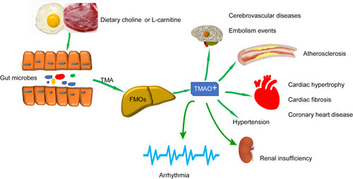 Figure 1 The metabolic pathway of TMAO and its adverse effects on the body. Created by ScienceSlides Software and Microsoft Office PowerPoint Software. High-cholinergic foods are metabolized by intestinal microbes to form TMA, most of which enter the portal system through the blood circulation and are transferred into TMAO by the FMOs in the liver. Elevated TMAO has adverse impacts on various diseases.