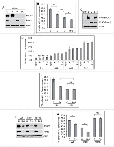 Figure 4 (See previous page). BRCA1 and FancJ cooperatively promote mitomycin C-induced centrosome amplification. (A and B) Co-depletion of BRCA1 and FancJ further attenuates MMC-induced centrosome amplification. U2-OS cells were transfected with either Control siRNA (C), siRNA against BRCA1 (B), FancJ (J), or both BRCA1 and FancJ (B + J) and then split into 2 sets. One set was collected for protein gel blot analysis (A). The second set of cells was treated with 0.5 μM MMC for 72 hours and then fixed in methanol and stained with antibodies against γ-Tubulin. More than 300 cells were counted and the percentage of cells with more than 2 centrosomes was quantified (B). (C and D) Overexpression of BRCA1 or FancJ or both stimulates the MMC-induced centrosome amplification. U2-OS cells were transfected with plasmid expressing either GFP, GFP-BRCA1 (B), FLAG-FancJ (J), or both GFP-BRCA1 and FLAG-FancJ (B + J). 48 hours after transfection, the cells were then pooled and split into 5 sets (Set #1 to #5). Cells of Set #1 were collected for western blot analysis (C). For cells of Sets #2 to #5, they were either left untreated (Set #2, 0 h) or treated with 0.5 μM MMC for the indicated time (Set #3 to #5), and then were fixed in methanol and stained with antibodies against γ-Tubulin. More than 300 cells were counted and the percentage of cells with more than 2 centrosomes was quantitated (D). (E) Inhibition of PLK1 in BRCA1 and FancJ co-depleted cells further attenuates the centrosome amplification defects. U2-OS cells were transfected with either Control siRNA (C) or siRNA against both BRCA1 and FancJ (B + J) and then split into 2 sets. One set of cells was treated with 0.5 μM MMC for 72 hours (-BI). In the second set, cells were first treated with 0.5 μM MMC for 12 hours, followed by the addition of 100 nM BI-2536 (+BI). Sixty hours later, cells were fixed and stained with antibodies against γ-Tubulin. More than 300 cells were counted and the percentage of cells with more than 2 centrosomes was quantified. (F and G) Expression of the constitutive active PLK1 rescues the centrosome amplification defects in BRCA1 and FancJ co-depleted cells. The 3 different U2-OS cell lines expressing different PLK1 variants as in Figure 3 were first transfected with either Control siRNA (C) or siRNA against both BRCA1 and FancJ (B + J). Dox was added to the cells to induce the expression of PLK1 variants. The knockdown efficiency of BRCA1 and FancJ were monitored by protein gel blot (F). In addition, cells were treated with 0.5 μM MMC for 72 hours, then fixed in methanol and stained with antibodies against γ-Tubulin. More than 300 cells were counted and the percentage of cells with more than 2 centrosomes was quantified (G). Immunoblotting antibodies are indicated on the right. All error bars are standard deviation obtained from 3 different experiments. Standard 2-sided t test: *P < 0.05, **P < 0.01, ***P < 0.001. NS, not significant.