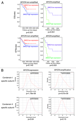 Figure 5. Clinical data showing the relationship between SMC2 expression and patient prognosis in the Wang cohort.Citation48 (A) The effects of SMC2 expression on the overall survival (OS) and event-free survival (EFS) rates of patients bearing MYCN-amplified and non-amplified tumors. Within each of the 2 tumor subsets considered, those with expression levels of SMC2 greater than the median (blue or green line) were compared with the remainder of the tumors in the subset (red or purple line) using a Kaplan–Meier analysis. (B) Expression levels of condensin I- and condensin II-specific subunits and their relationship to MYCN amplification or expression. The data were obtained from a published data set (GSE3960). The red line indicates low MYCN expression or no MYCN amplification, and the blue line indicates high MYCN expression or MYCN amplification.
