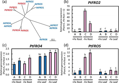 Figure 8. Relative expression levels of PtFROs determined using real-time RT-PCR. (a) Phylogenetic tree of PtFROs. An unrooted phylogenetic tree of the FRO family from Arabidopsis (AtFRO1‒8) and poplar (PtFRO1‒5). Homologues of PtNAS were searched and a phylogenetic tree was obtained using DNASIS Pro software (Hitachi Solutions, Ltd. Tokyo, Japan). Accession numbers of the amino acid sequences used for this phylogenetic tree are provided in Supplemental Table 1. (b) PtFRO2, (c) PtFRO4, and (d) PtFRO5 expression in roots or fifth newest leaves of Fe-sufficient and Fe-deficient poplar plants grown in hydroponic culture 10 days after treatment (second cultivation). Error bar shows the technical error, SE; n = 3. Data were normalized to the observed expression levels of PtTIF5α and presented as relative gene expression (plant A, +Fe root = 1). Values followed by different letters differed significantly according to Student’s t-test (P < 0.05). Alphabets (A, B, C, D) shown under graphs indicate plant ID of an individual poplar plant in second hydroponic cultivation.