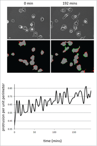 Figure 2. Cell protrusion activity increases as MDA-MB-231 cells adhere to collagen. (A) Representative images of movie stills (t=0 and t=192 mins) from a movie of MDA-MB-231 imaged following plating on collagen I. Phase contrast to reveal cell outline detection (see materials and methods) and red/green pseudocolour to reveal areas of protrusion (green) and retraction (red). (B) Quantification of mean protrusion per unit perimeter over time. N=2 movies (20 cells). Images were quantified using in house MathematicaTM software.