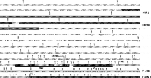 Figure 1. Known promoter elements and CTCF binding motif with DNA contact regions in black. Numbers indicate CpG location relative to translation start site (arrowed). RB1 gene and LINC00441 transcription start sites also arrowed. RB1 5ʹ untranslated region in grey. Core promoter (CP) and ALU repeat sequences (MIR1 and H1PA8) highlighted in black.
