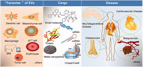 Figure 2. Scheme of the potential of EVs in disease treatment and drug delivery. EVs can be isolated from different ‘factories’ (dendritic cells, mesenchymal stem cells, macrophages, milk, tumor cells, others), loading different cargos (small molecules, nucleic acids, protein, metal nanoparticles), and targeting to precise disease (cardiovascular disease, neurodegenerative disease, osteoporosis, cancer, malignancies, and metastasis).