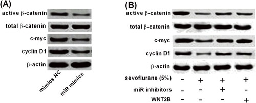Figure 6 Sevoflurane regulates Wnt/β-catenin signalling via miR-203/WNT2B axis. (A) U2OS cells were transfected with mimic NC or miR mimics, and 24 hrs later, Western blot assay determined protein expression of active β-catenin, total β-catenin, cyclin D1 and c-myc. (B) U2OS cells were exposed to 5% sevoflurane for 6 hrs were then transfected with miRNAs or plasmids for 24 hrs, and Western blot assay determined protein expression of active β-catenin, total β-catenin, cyclin D1 and c-myc.