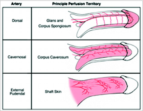 Figure 1. Observed perfusion territories of dorsal, cavernosal and external pudendal arteries.