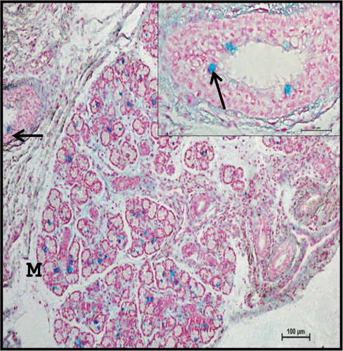 Figure 13. Photomicrograph of 40.5 cm CVRL (165th day) buffalo foetus showing moderate to strong reaction for sulphomucins in goblet cells (arrows), whereas mucous cells (M) of mandibular gland were weak positive. Alcian Blue 1 method ×100.