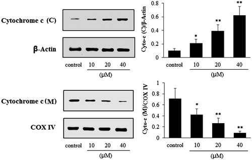 Figure 4. Effects of puerarin 6″-O-xyloside (POS) on the expressions of cytochrome c (cytoplasm and mitochondria) in A549 cells. Cytochrome c (C) and cytochrome c (M) represent the expressions of cytochrome c in the cytoplasm and mitochondria, respectively. A549 cell lines were treated POS (10, 20 and 40 μM) for 32 h, and the levels of the different proteins were measured by western blotting. The data are represented as mean ± SD (n = 4). *p < 0.05 and **p < 0.01 versus control.